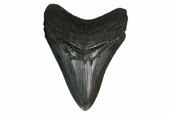 Fossil Megalodon Tooth - South Carolina #164960
